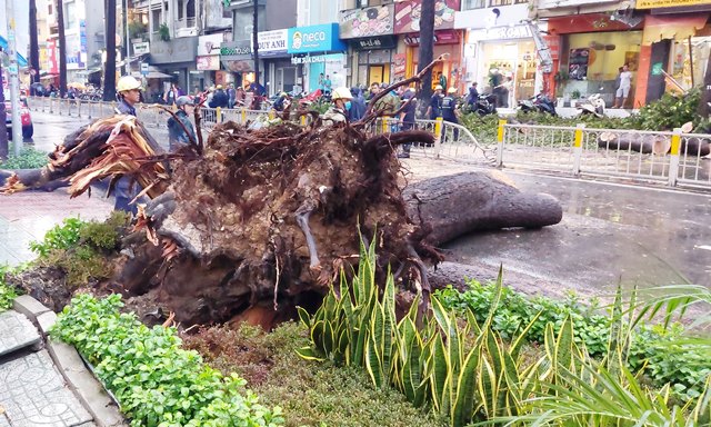Vụ cổ thụ bật gốc ngã đè thanh niên ở Sài Gòn: Nạn nhân đã qua đời - 2