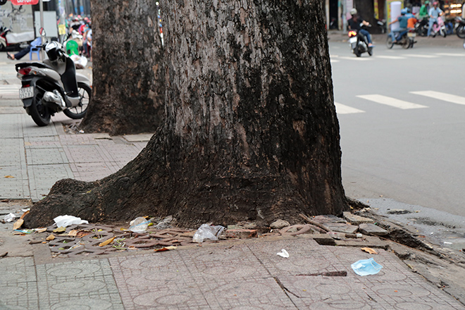 Từ vụ thanh niên chết oan ức khi bị cổ thụ đè: Nhiều cây chực chờ “nuốt người” đi đường - 10