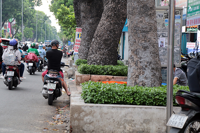 Từ vụ thanh niên chết oan ức khi bị cổ thụ đè: Nhiều cây chực chờ “nuốt người” đi đường - 11