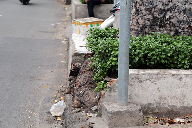 Từ vụ thanh niên chết oan ức khi bị cổ thụ đè: Nhiều cây chực chờ “nuốt người” đi đường - 13