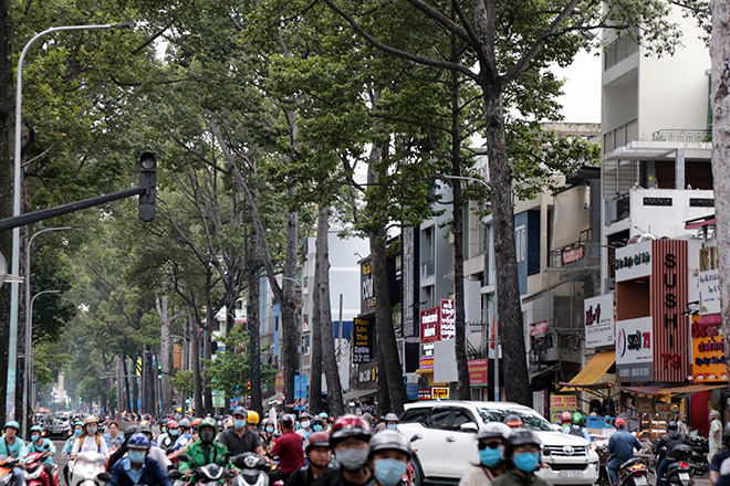 Từ vụ thanh niên chết oan ức khi bị cổ thụ đè: Nhiều cây chực chờ “nuốt người” đi đường - 14