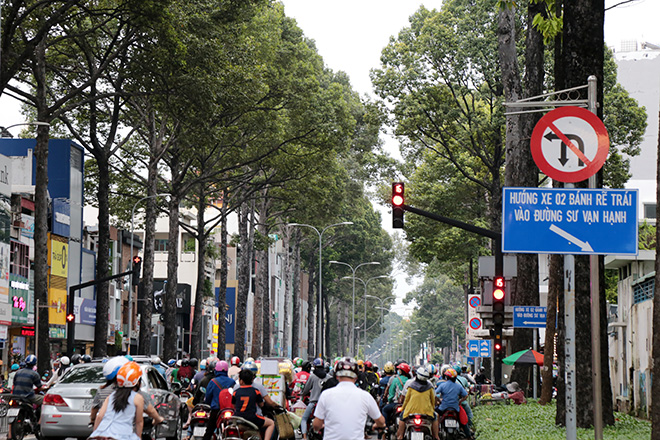 Từ vụ thanh niên chết oan ức khi bị cổ thụ đè: Nhiều cây chực chờ “nuốt người” đi đường - 2