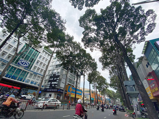 Từ vụ thanh niên chết oan ức khi bị cổ thụ đè: Nhiều cây chực chờ “nuốt người” đi đường - 3