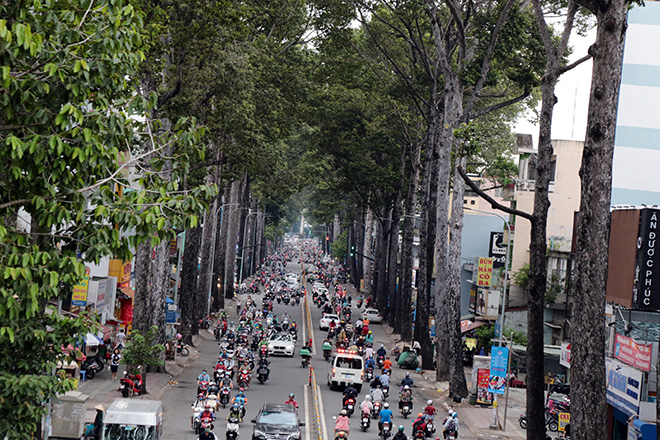 Từ vụ thanh niên chết oan ức khi bị cổ thụ đè: Nhiều cây chực chờ “nuốt người” đi đường - 4