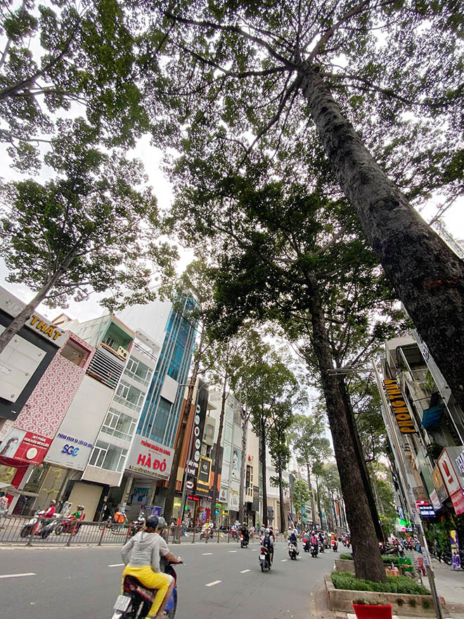 Từ vụ thanh niên chết oan ức khi bị cổ thụ đè: Nhiều cây chực chờ “nuốt người” đi đường - 5