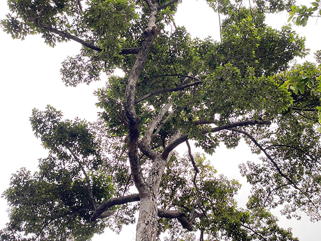 Từ vụ thanh niên chết oan ức khi bị cổ thụ đè: Nhiều cây chực chờ “nuốt người” đi đường - 6