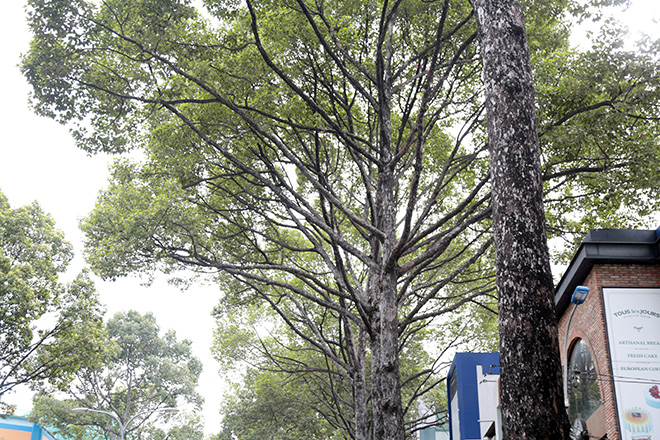 Từ vụ thanh niên chết oan ức khi bị cổ thụ đè: Nhiều cây chực chờ “nuốt người” đi đường - 7