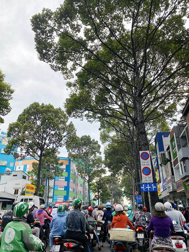 Từ vụ thanh niên chết oan ức khi bị cổ thụ đè: Nhiều cây chực chờ “nuốt người” đi đường - 8