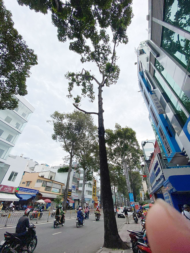 Từ vụ thanh niên chết oan ức khi bị cổ thụ đè: Nhiều cây chực chờ “nuốt người” đi đường - 9