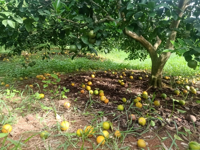 Hàng trăm tấn cam rụng trắng vườn, nông dân “thắt ruột” ngắt bán với giá 5.000 đồng/kg - 1