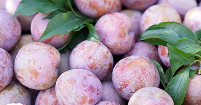 Hành trình khác biệt của Mận hậu Ruby Sơn La - Vimarsana News