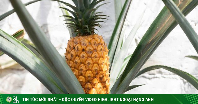 Loại hoa quả mùa hè tưởng quen thuộc mà đắt "không tưởng", sốc khi biết giá - Vimarsana News