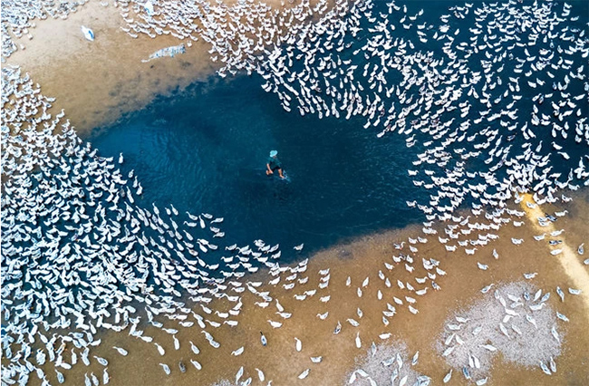 Nuôi vịt bên sông: Một máy bay không người lái chụp những con vịt đang được những người nông dân địa phương ở Việt Nam nuôi. Đàn vịt trắng thả mình trên những dòng sông êm đềm trông giống như những cánh hoa. 
