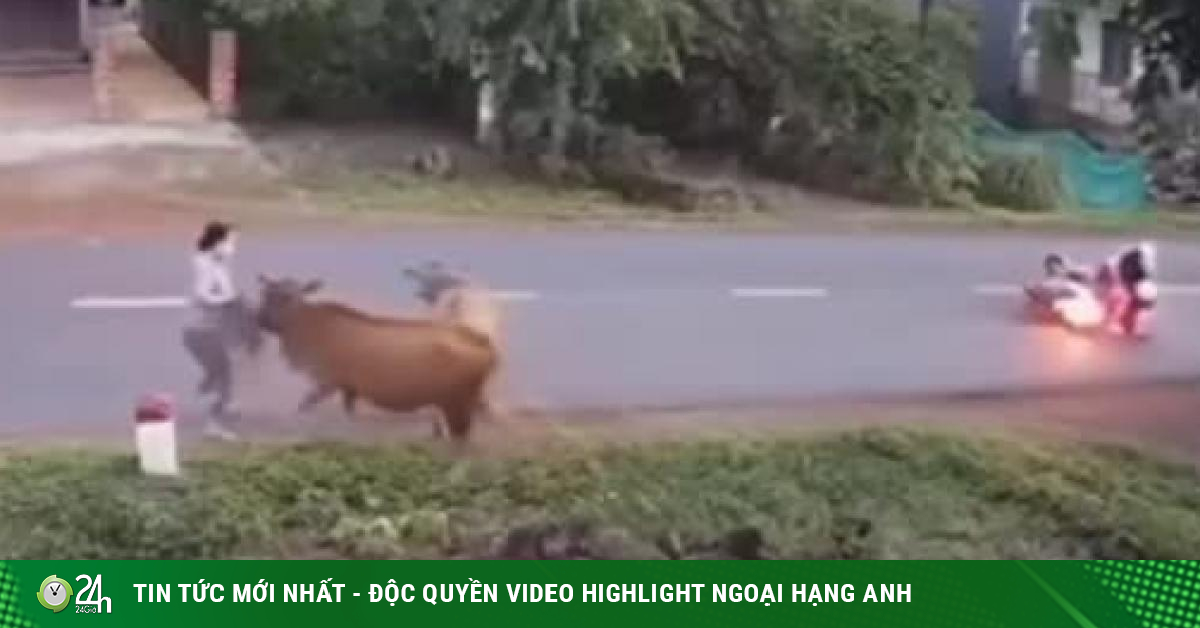 Clip: Bò nhảy ra đường như hổ vồ, hai cô gái đi xe máy gặp nạn kinh hoàng - Vimarsana News