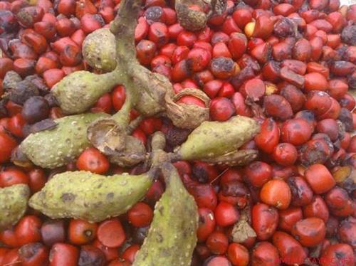 Người Hà thành mua loại hạt đặc sản Tây Bắc giá 3 triệu đồng/kg về chỉ để ướp thức ăn - 1