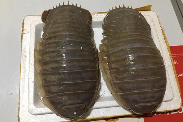 Hình dáng đáng sợ, xấu xí nhưng loài sinh vật biển này lại được hội nhà giàu săn đón vì ngon hơn cả tôm hùm - 1