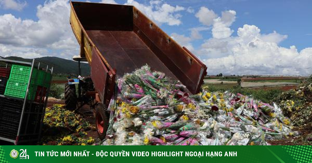 Hàng vạn cành hoa Đà Lạt xuất khẩu sang Úc buộc phải tiêu hủy - Vimarsana News