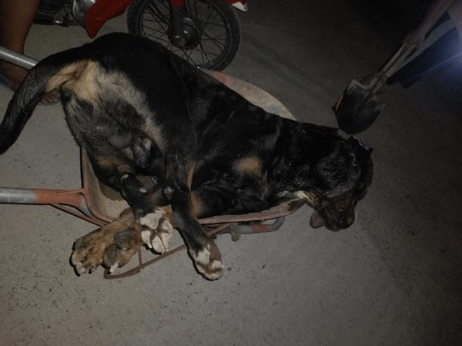 Kinh hãi cảnh chó Pitbull nặng gần 60kg bị rắn hổ mang cắn chết tại chỗ - 1