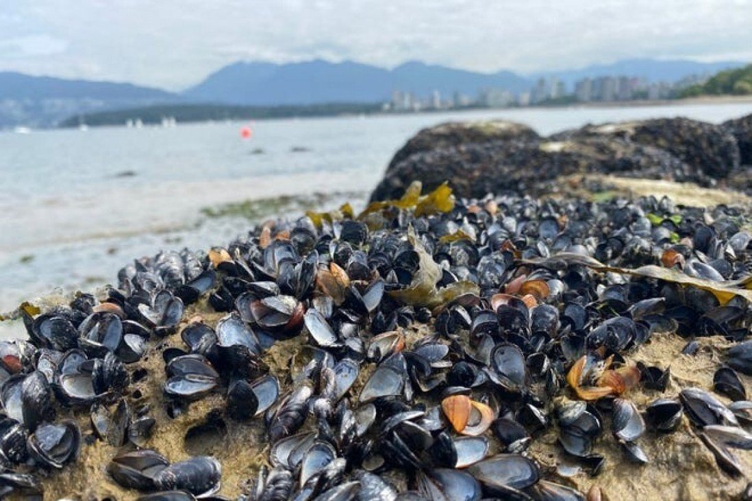 Canada: Nắng nóng kỷ lục, hàng triệu sinh vật biển bị &#34;luộc chín&#34;  - 1