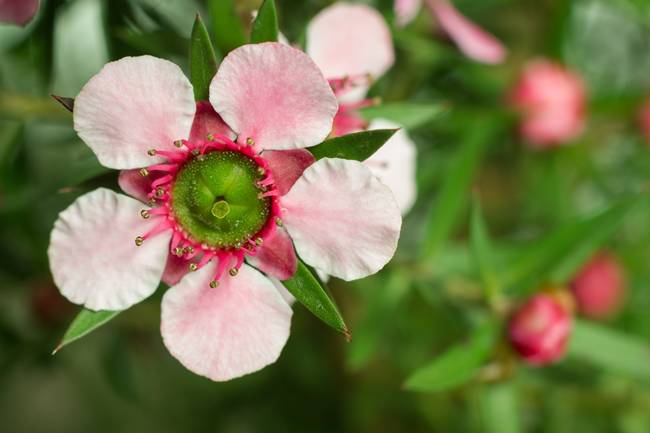 Mật ong Manuka được tạo ra từ mật của hoa Leptospermum scoparium nổi tiếng ở New Zealand.
