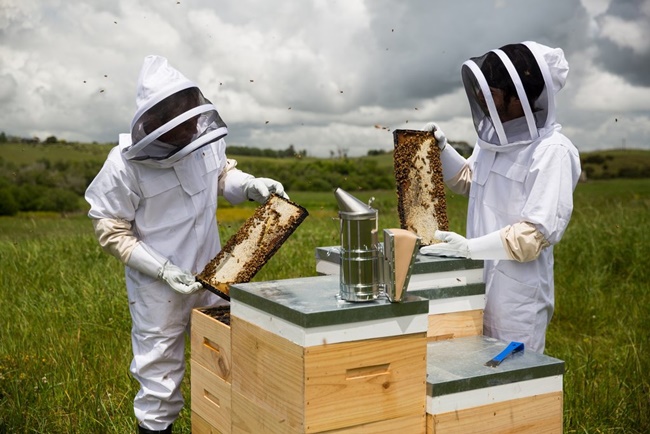 Mật ong này có tính kháng khuẩn cao, thậm chí hàm lượng hoạt chất Hydrogen Peroxide trong Manuka đặc biệt cao hơn mật ong thường giúp kháng viêm và diệt khuẩn.
