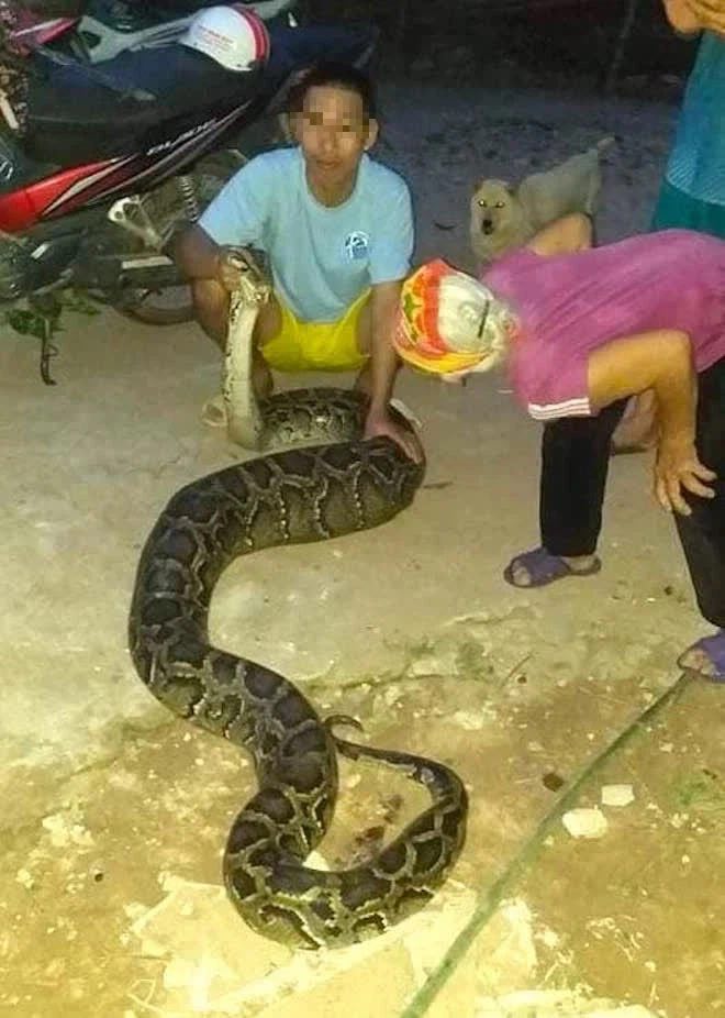 Hà Tĩnh: Phát hiện trăn nặng 40kg trong vườn đang nuốt chửng con dê - 2