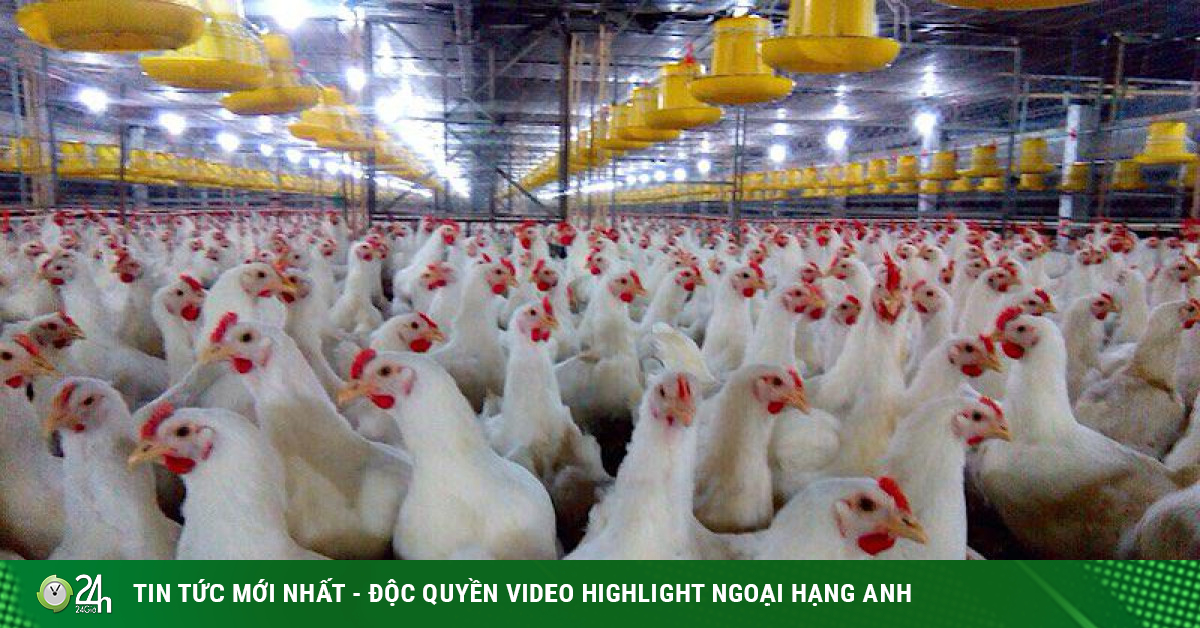 Gà ế, chủ trại phải bán giá rẻ như cho chỉ 11.000 đồng/kg - Vimarsana News