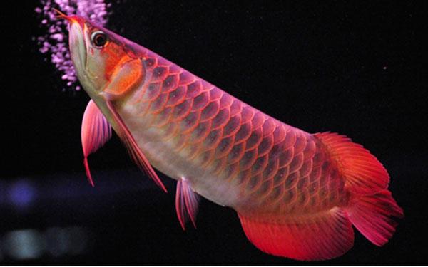 Loài cá đỏ như máu, mang ý nghĩa quyền quý và thịnh vượng được đại gia Việt săn mua - 1