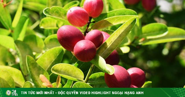 Loại quả thần kỳ biến vị chua thành ngọt, giống như một phép màu trong ẩm thực - Vimarsana News