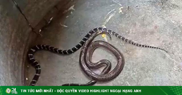 Rắn cạp nia cực độc đại chiến rắn hổ hành - Vimarsana News