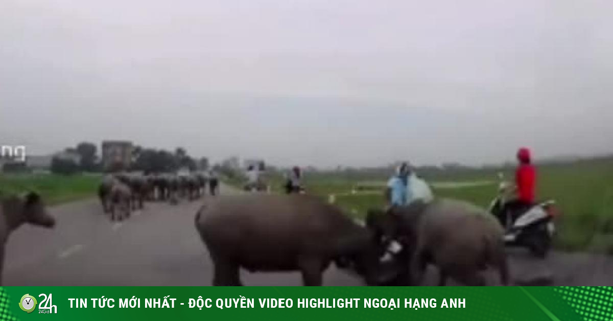 Clip: Trâu "diễu hành", đại chiến giữa đường rồi húc 2 người đi xe máy ngã nháo nhào - Vimarsana News