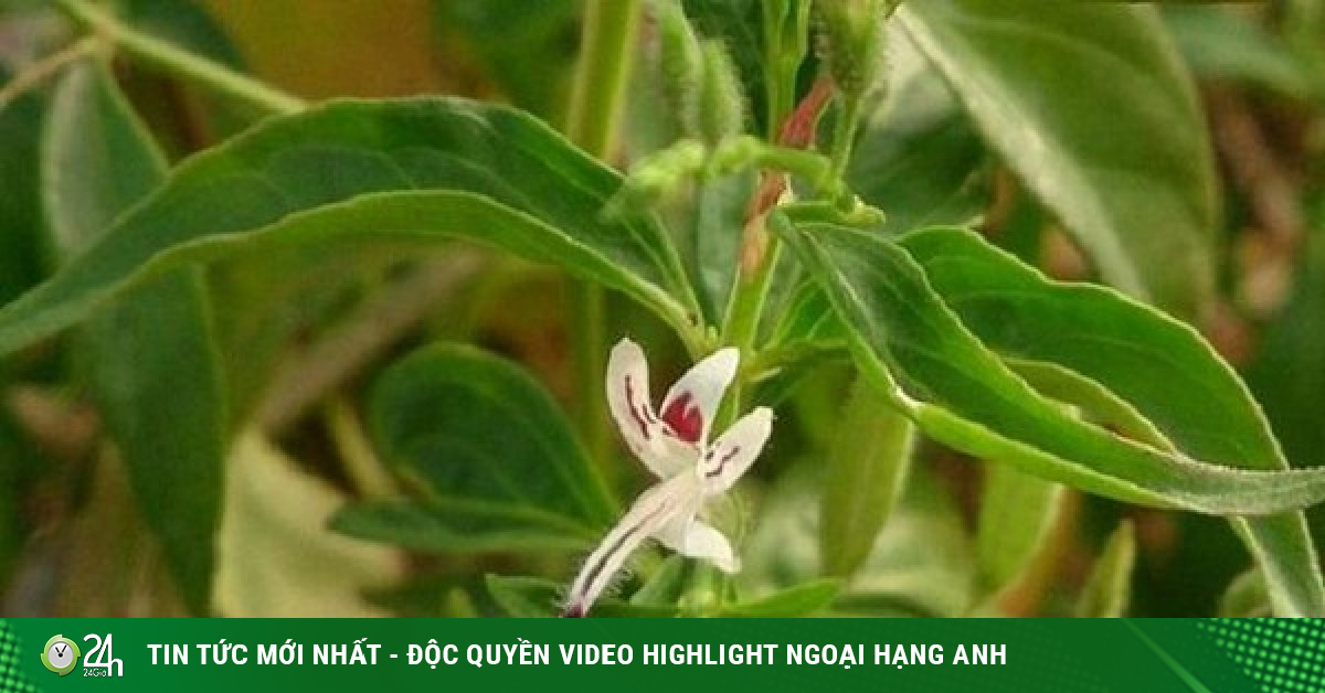 Lương y chia sẻ cách dùng Xuyên tâm liên chữa trị COVID-19 - Vimarsana News