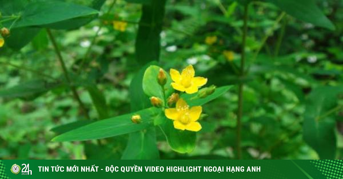 Cây ban lá dính - vị thuốc có tác dụng kháng virus - Vimarsana News