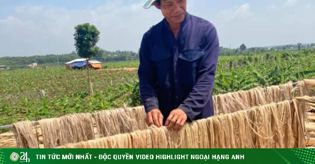 Cây từng làm thức ăn cho lợn bỗng được thu mua, dân trồng kiếm cả chục triệu/ha - Vimarsana News