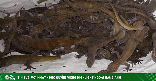 Loài bò sát này bất ngờ thành đặc sản, được rao bán hàng triệu đồng/kg - Vimarsana News