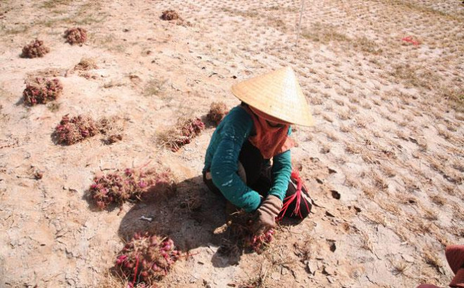 Thăm &#39;&#39;vương quốc hành tỏi&#39;&#39; Lý Sơn - 1