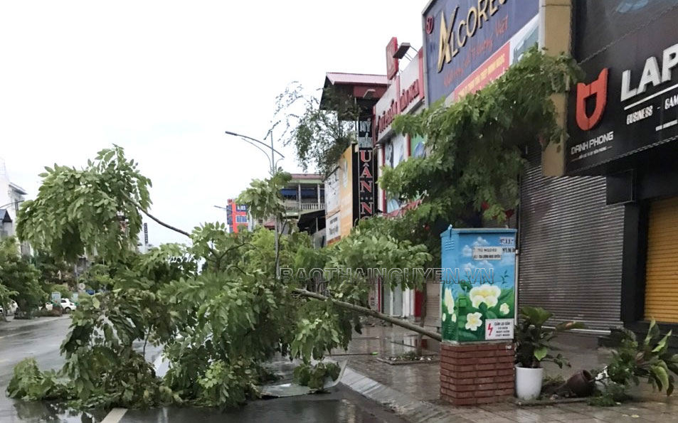 Đường phố ở Thái Nguyên ngập như sông, cây ngã đổ khắp nơi sau trận mưa lớn kèm dông lốc - 8