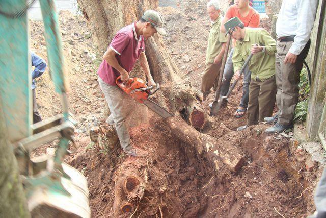 Lô gỗ sưa "trăm tỷ" chưa thể tổ chức đấu giá lần 5 - 3