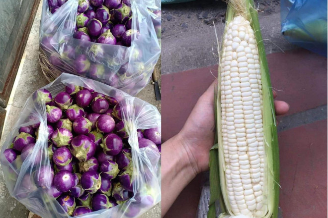 Không thể tiêu thụ nông sản vì dịch COVID-19, nông dân Hà Nội chấp nhận cắt lỗ, “đại hạ giá” chỉ từ 5.000 đồng/kg rau - 1