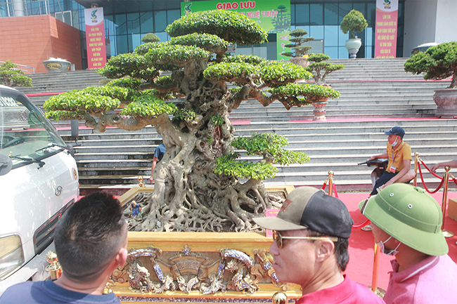 Được chiêm ngưỡng tác phẩm đắt nhất Việt Nam khiến du khách, giới chơi cây thích thú, bình phẩm
