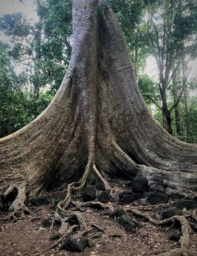 Những "báu vật" vô giá khiến thế giới ngỡ ngàng ở vườn Quốc gia Cát Tiên - 6