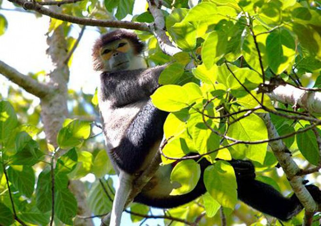 Những "báu vật" vô giá khiến thế giới ngỡ ngàng ở vườn Quốc gia Cát Tiên - 7