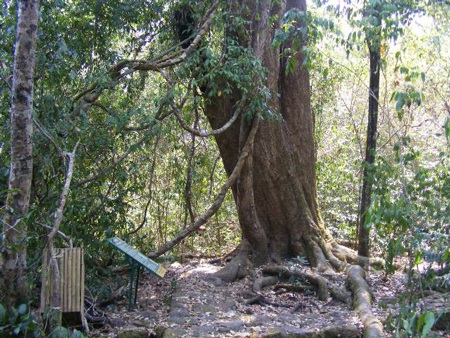 Những "báu vật" vô giá khiến thế giới ngỡ ngàng ở vườn Quốc gia Cát Tiên - 5