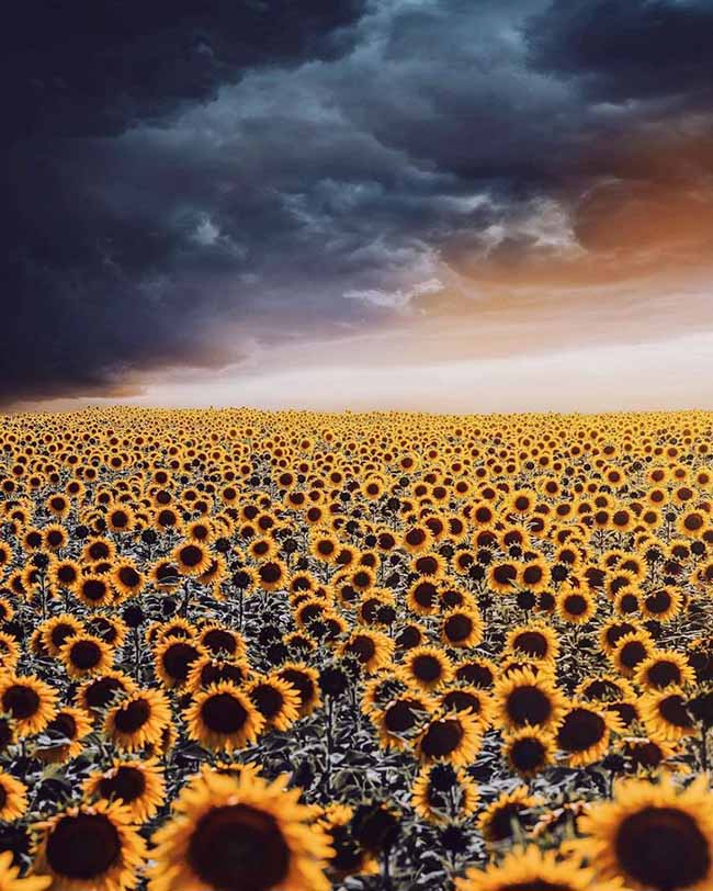 12. Cánh đồng hoa hướng dương kéo dài đến tận chân trời ở Ryazan Oblast, Nga.
