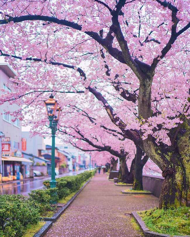 2. Khung cảnh hoa anh đào nở rộ tuyệt đẹp ở Kanazawa, Ishikawa, Nhật Bản.
