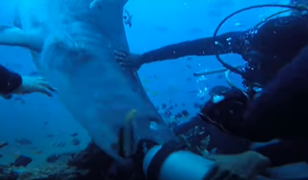 Video: Cá mập khổng lồ 5 mét cắn đầu thợ lặn dưới biển - 1