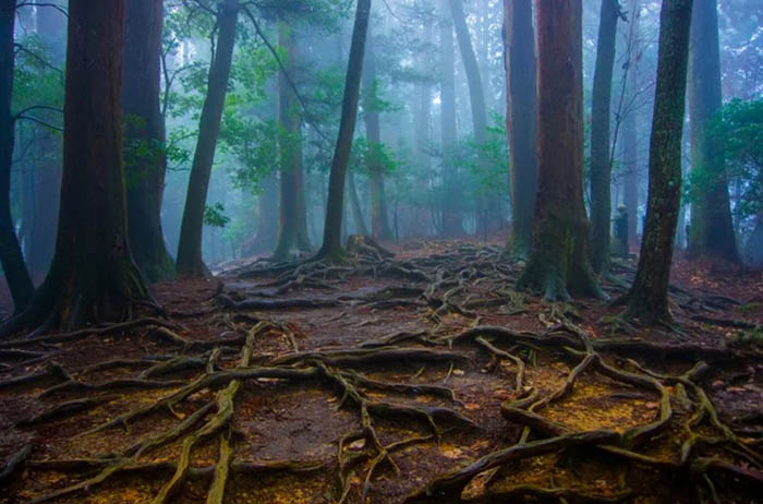 7 địa danh huyền bí ở xứ sở Mặt trời mọc, tưởng như tách biệt khỏi thế giới - 13