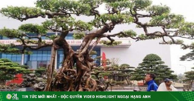 Những cây cảnh Việt từng lên báo nước ngoài, toàn siêu ... ( https://www.24h.com.vn › nhung-ca... ) 