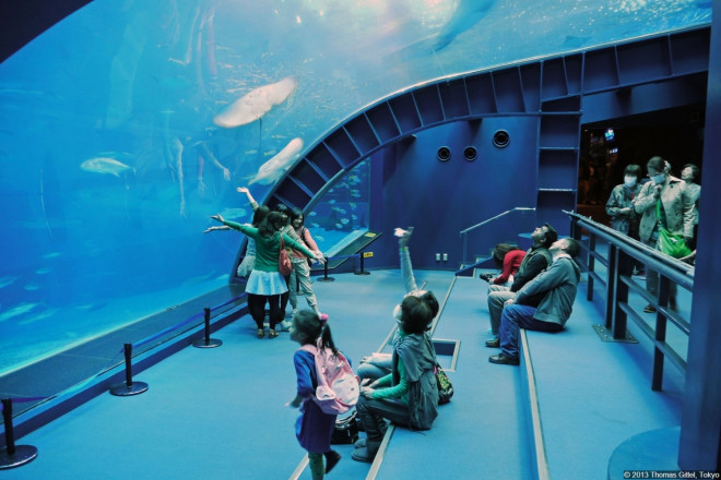 Choáng ngợp với 6 thủy cung rộng lớn và siêu ấn tượng - 19