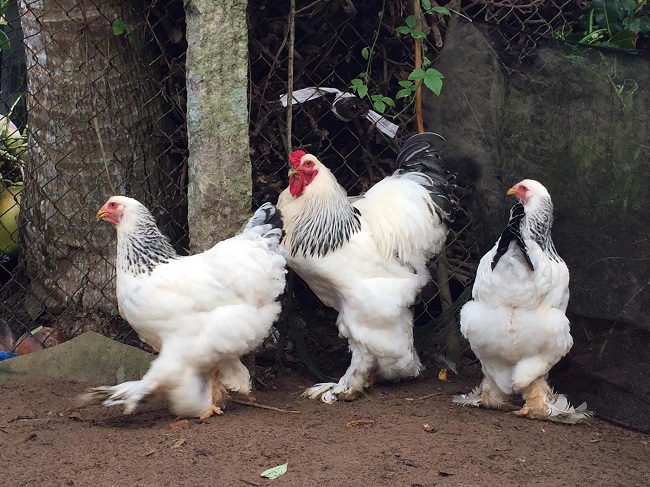 Bất ngờ loại gà “siêu to khổng lồ” được nuôi để làm cảnh, giá hàng chục triệu đồng/con - 1